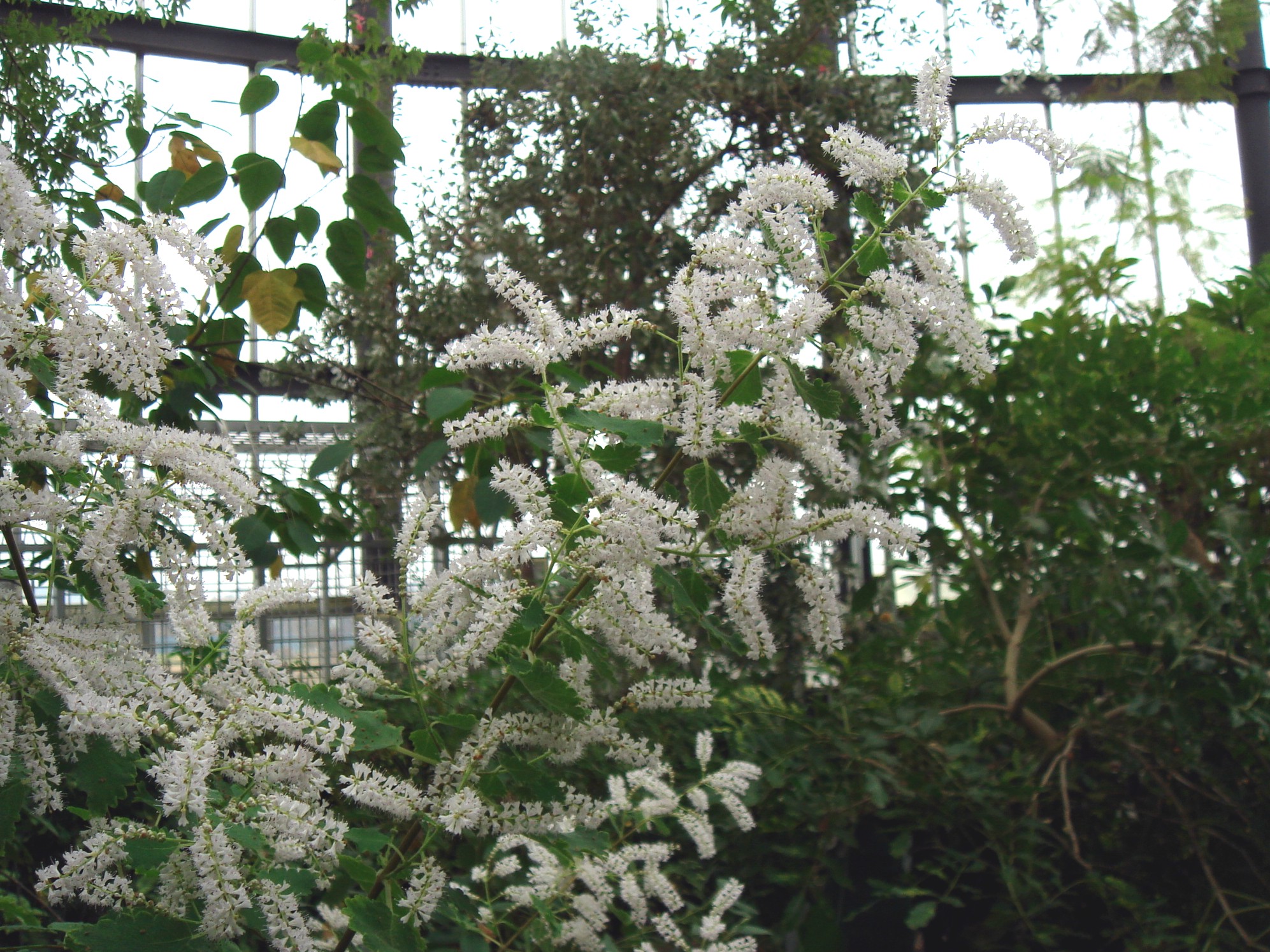 Tetradenia riparia (Hochstetter) Codd